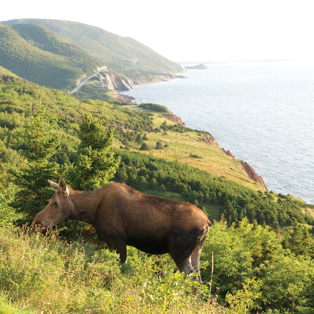 A moose in Atlantic Canada grazes on the hillsides of Cape Breton Island, Nova Scotia.