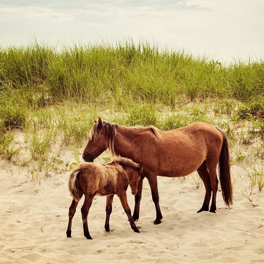 Wild mare and foal on Sable Island in Nova Scotia