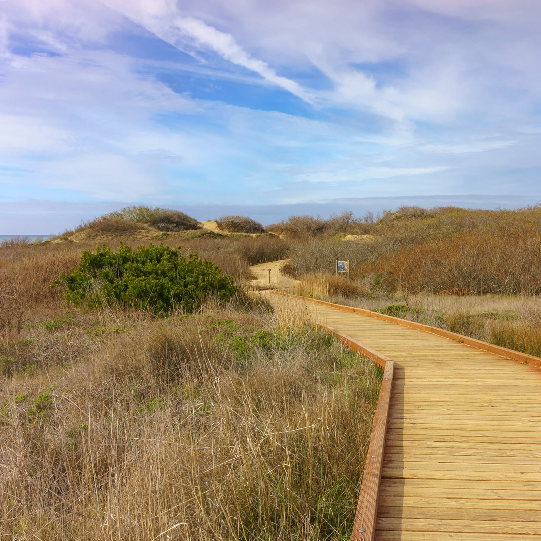 wooden walkway through coastal grassland under a blue sky