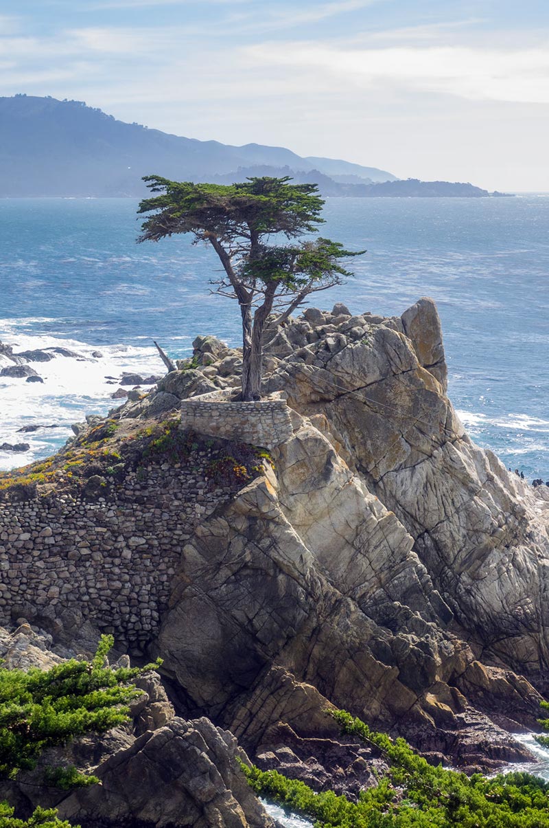 The famed Lone Cypress along 17-Mile Drive in Pebble Beach, California. 