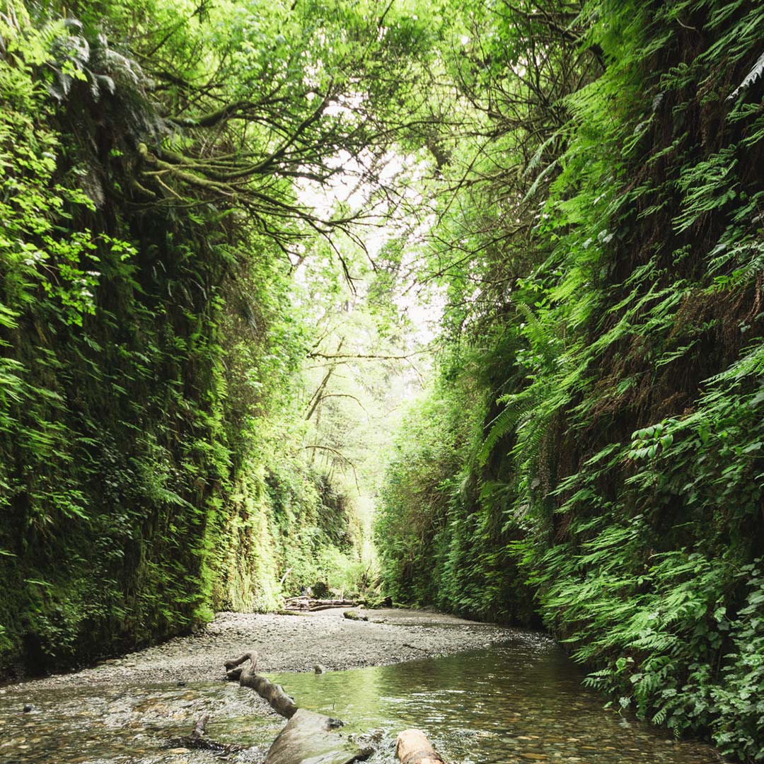 a rocky path through a fern-lined canyon