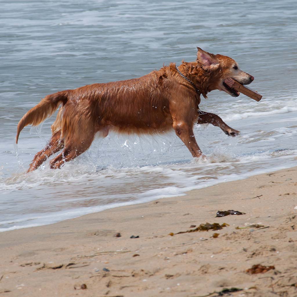A dark golden retriever leaps out of the water with a wooden stick in its mouth