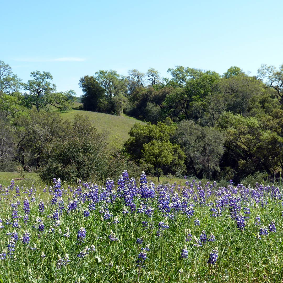 A field of lupine flowers in Napa.