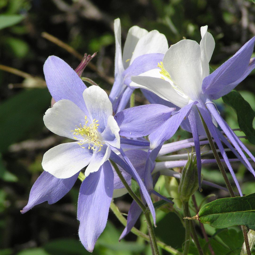 A Guide to Colorado's Spectacular Wildflower Season - 5280