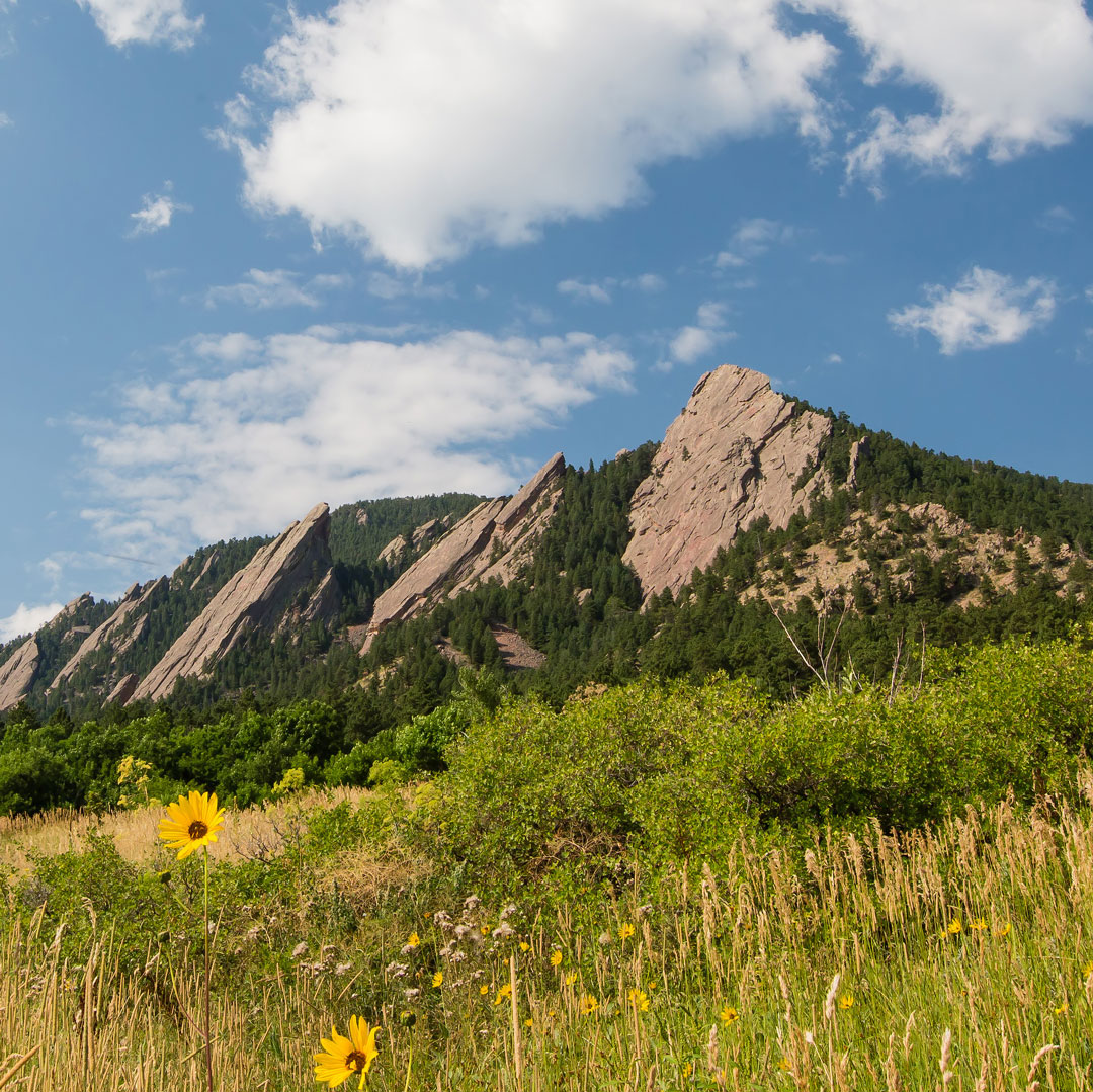 field of flowers underneath the Flatirons