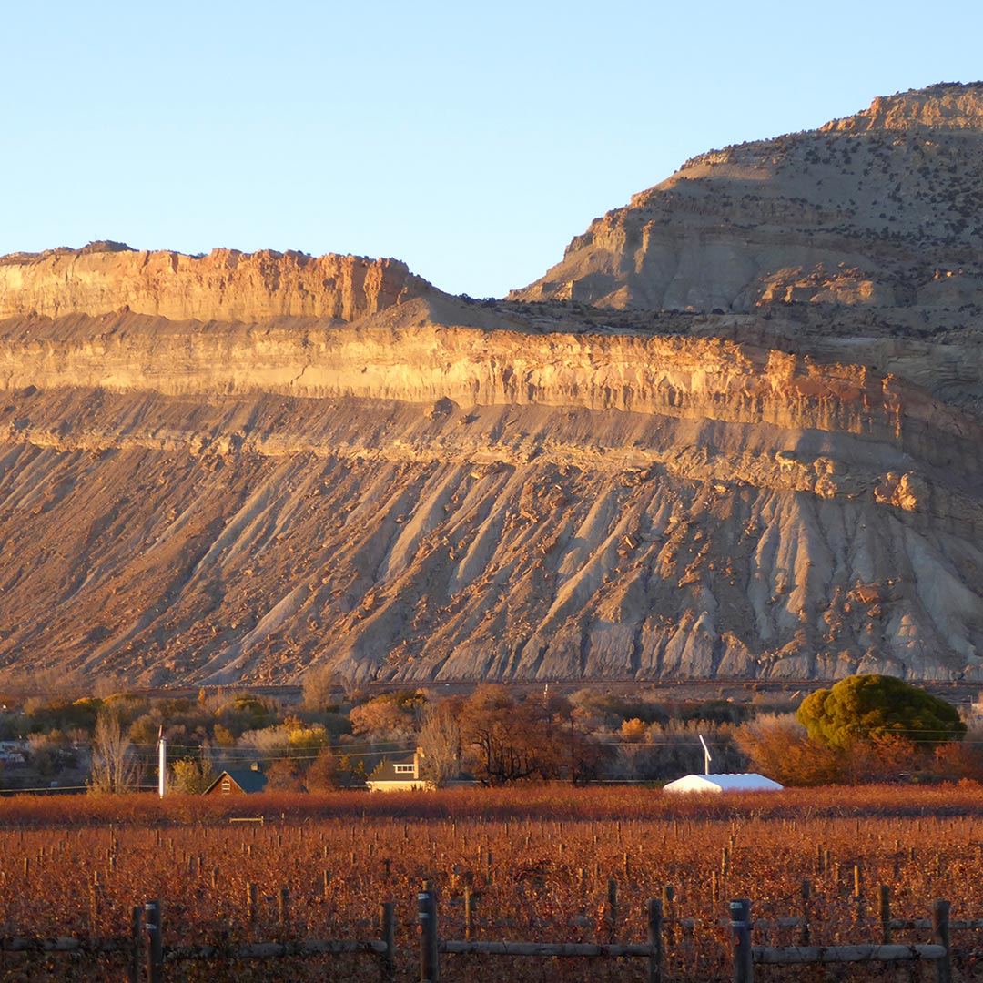 sunset over the vineyards of Grand Junction