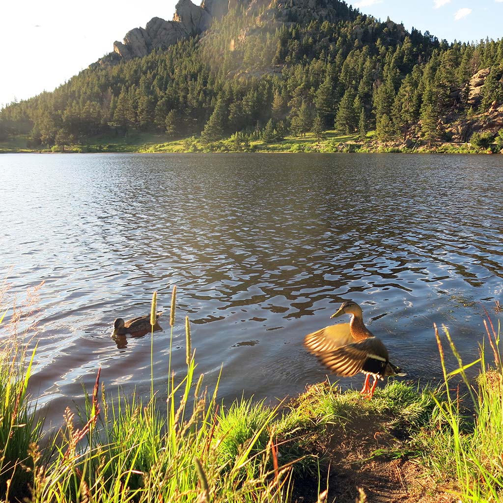 A duck flaps its wings at the edge of Lily Lake in Rocky Mountain National Park.