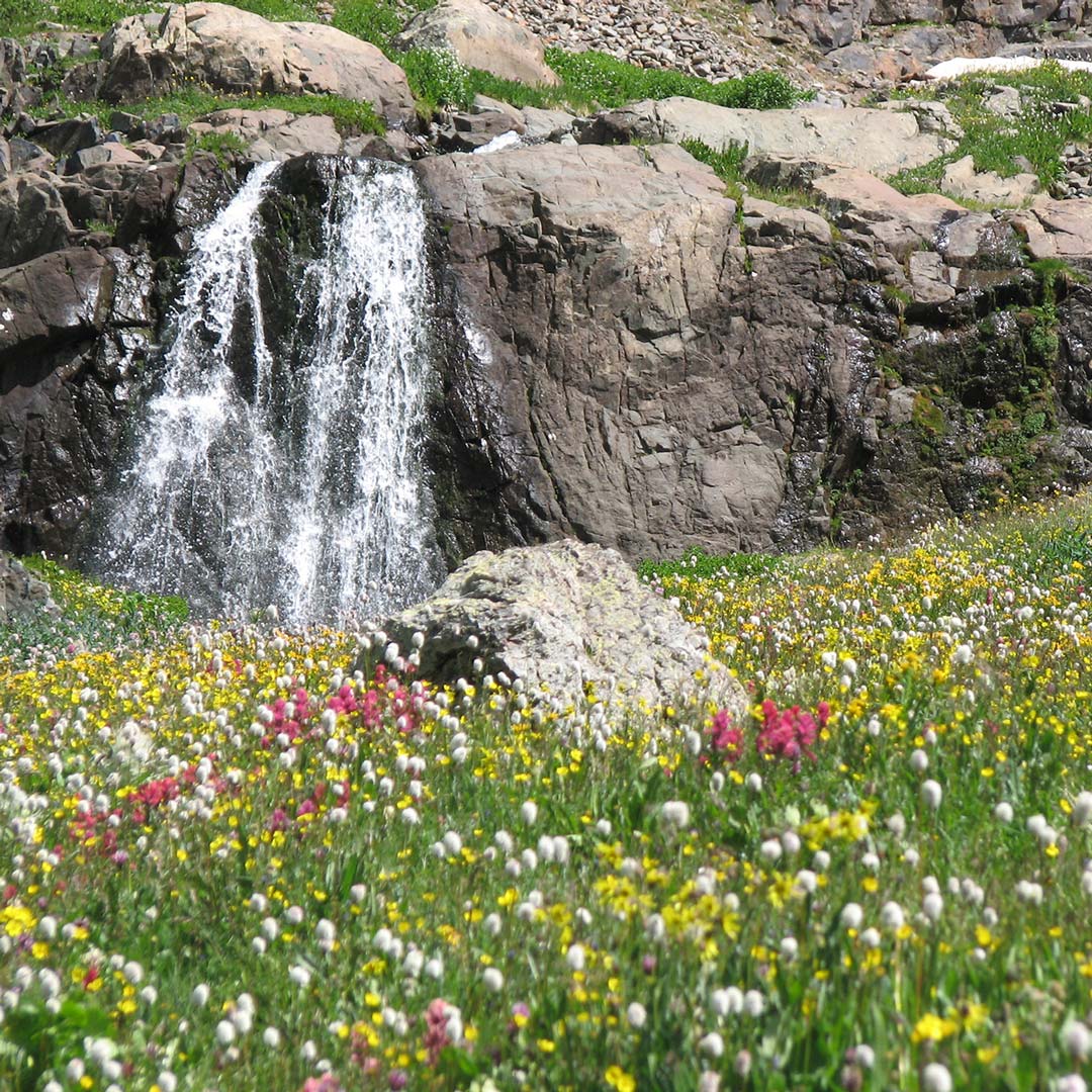 waterfall surrounded by yellow, red, and white wildflowers