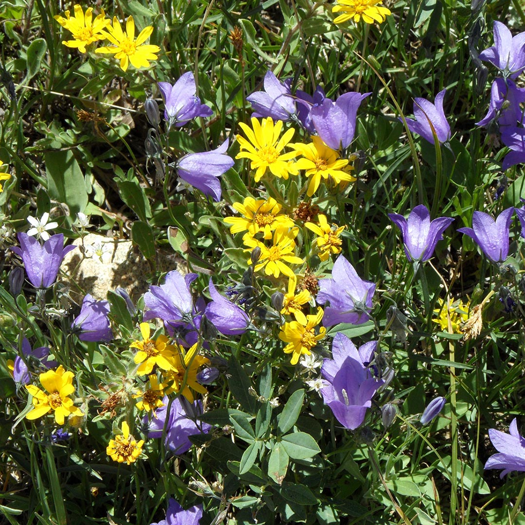 yellow and purple wildflowers