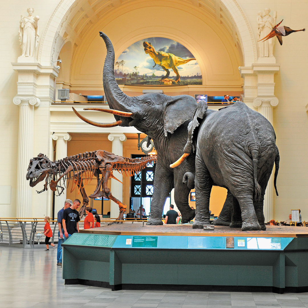 elephant display at a museum