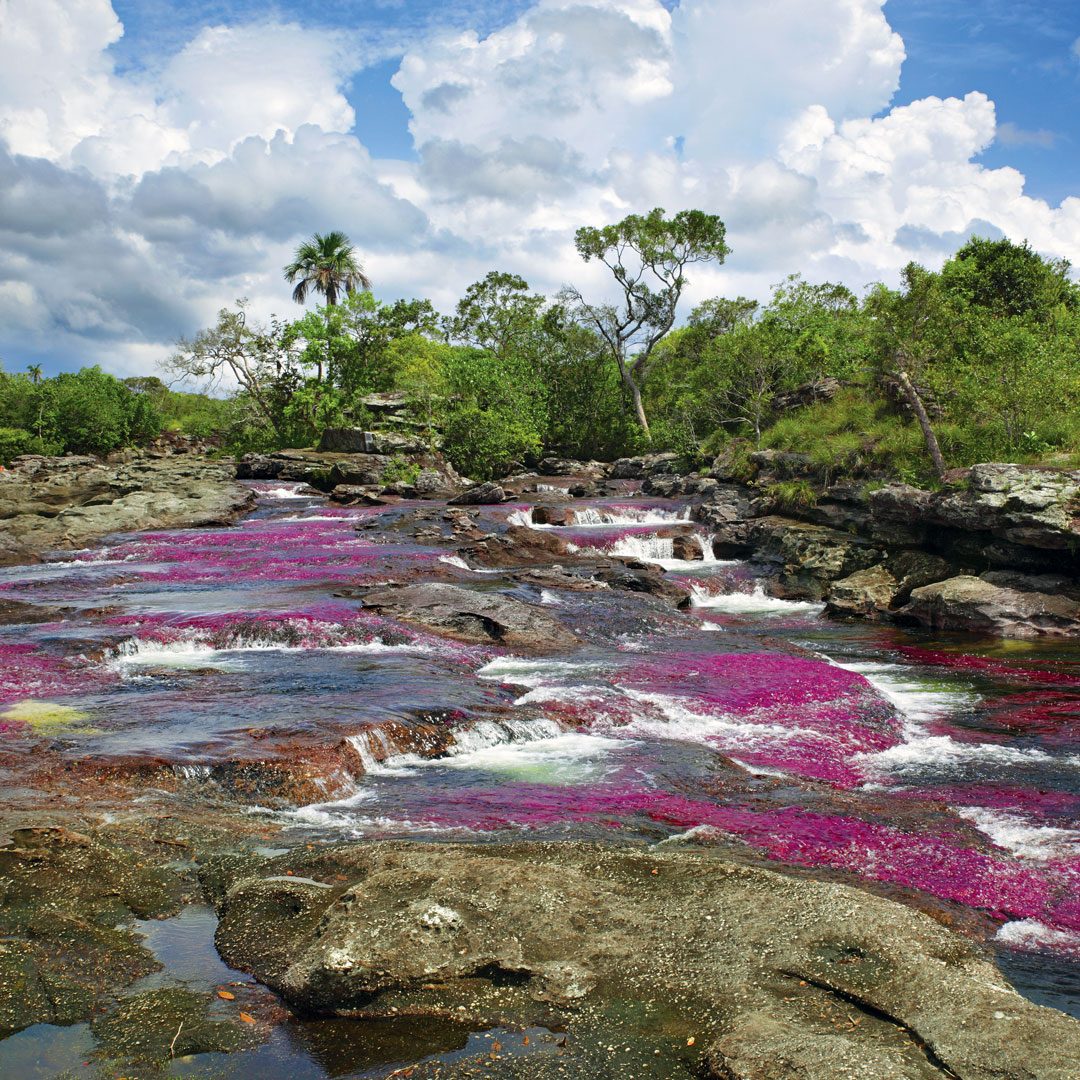 Cano Cristales has bright magenta-colored algae in a Colombia river surrounded by lush vegetation