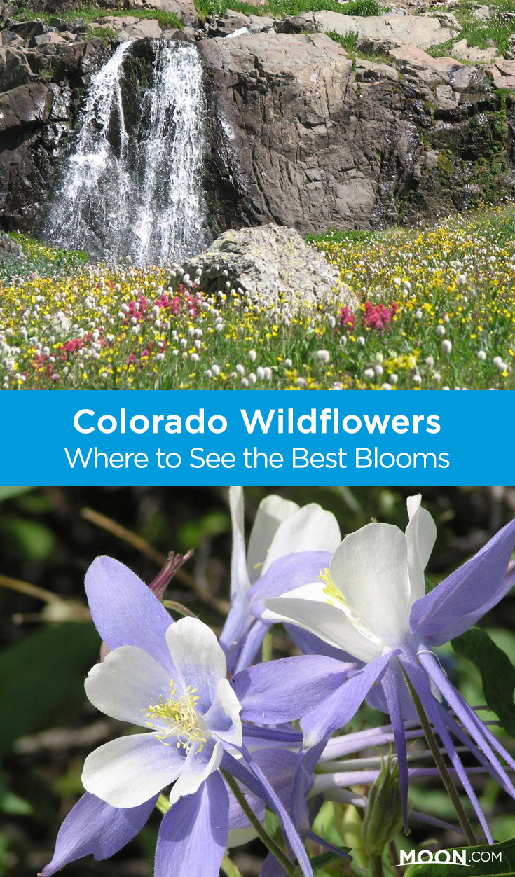 Colorado wildflowers Pinterest graphic