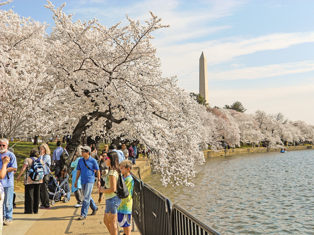 cherry blossom trees lining a walkway in DC