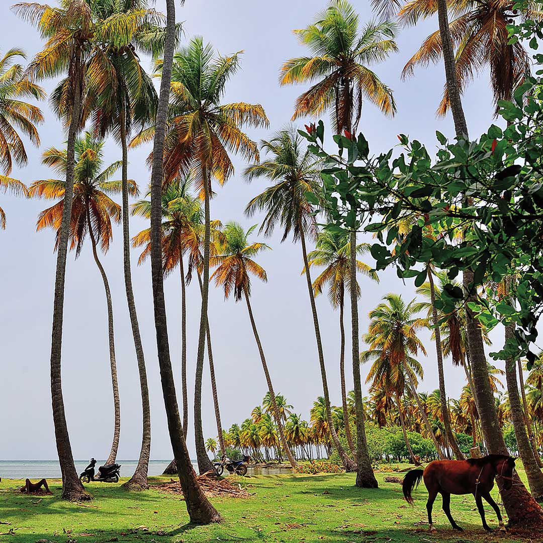 a horse standing in a grove of palm trees