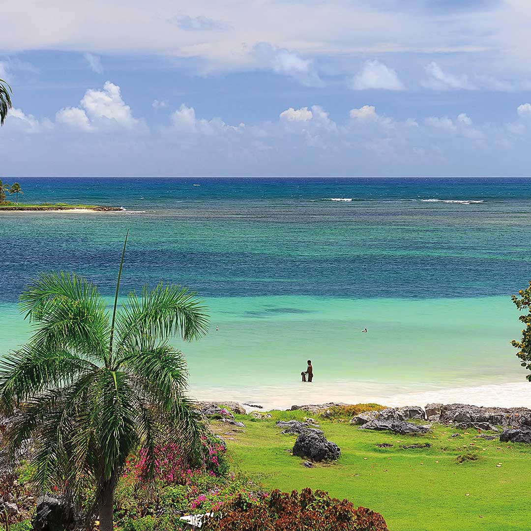 turquoise waters and a palm tree