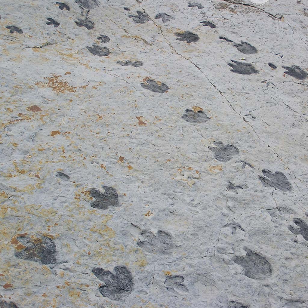 Dinosaur tracks in the cracked dry ground