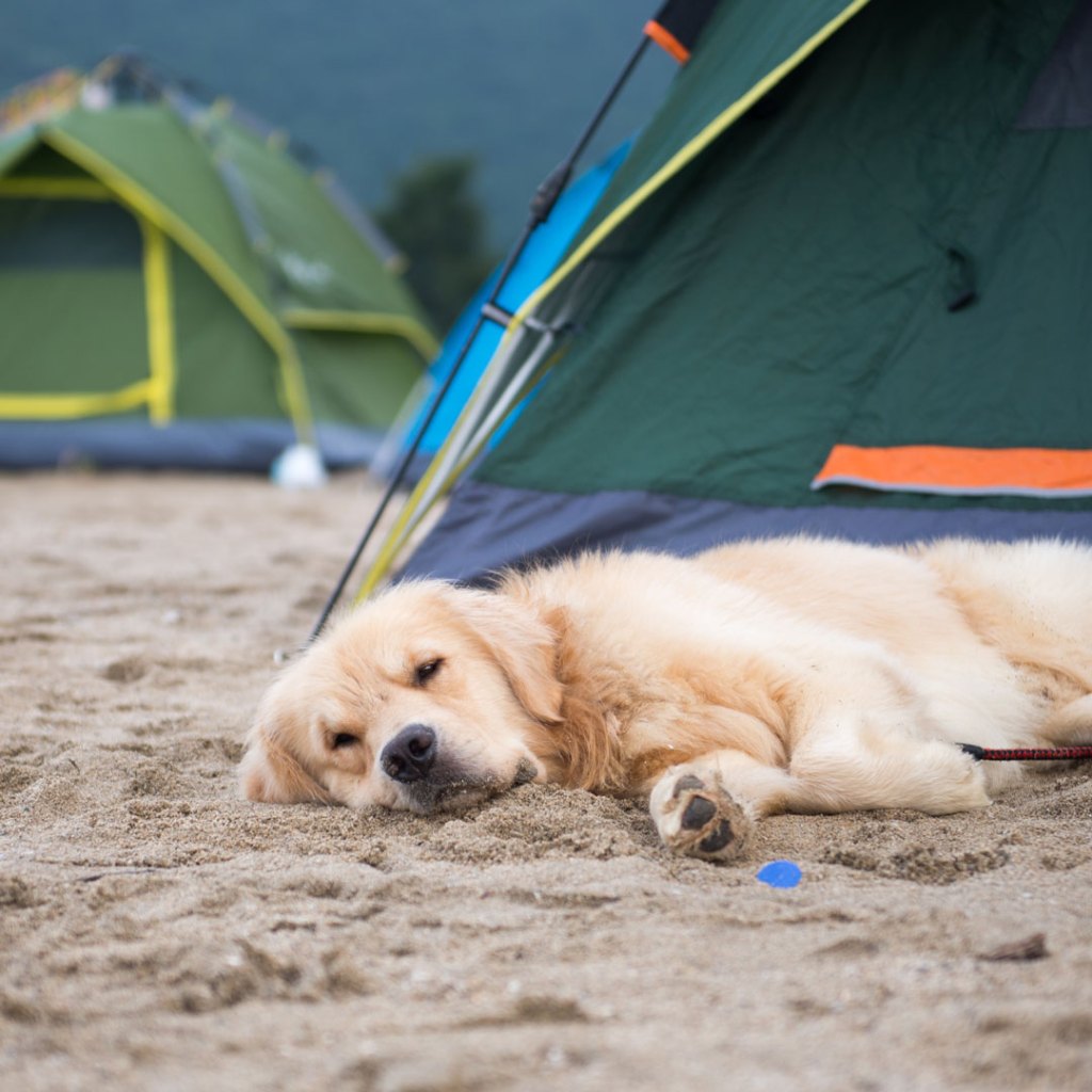 Dog Friendly Campsites On California