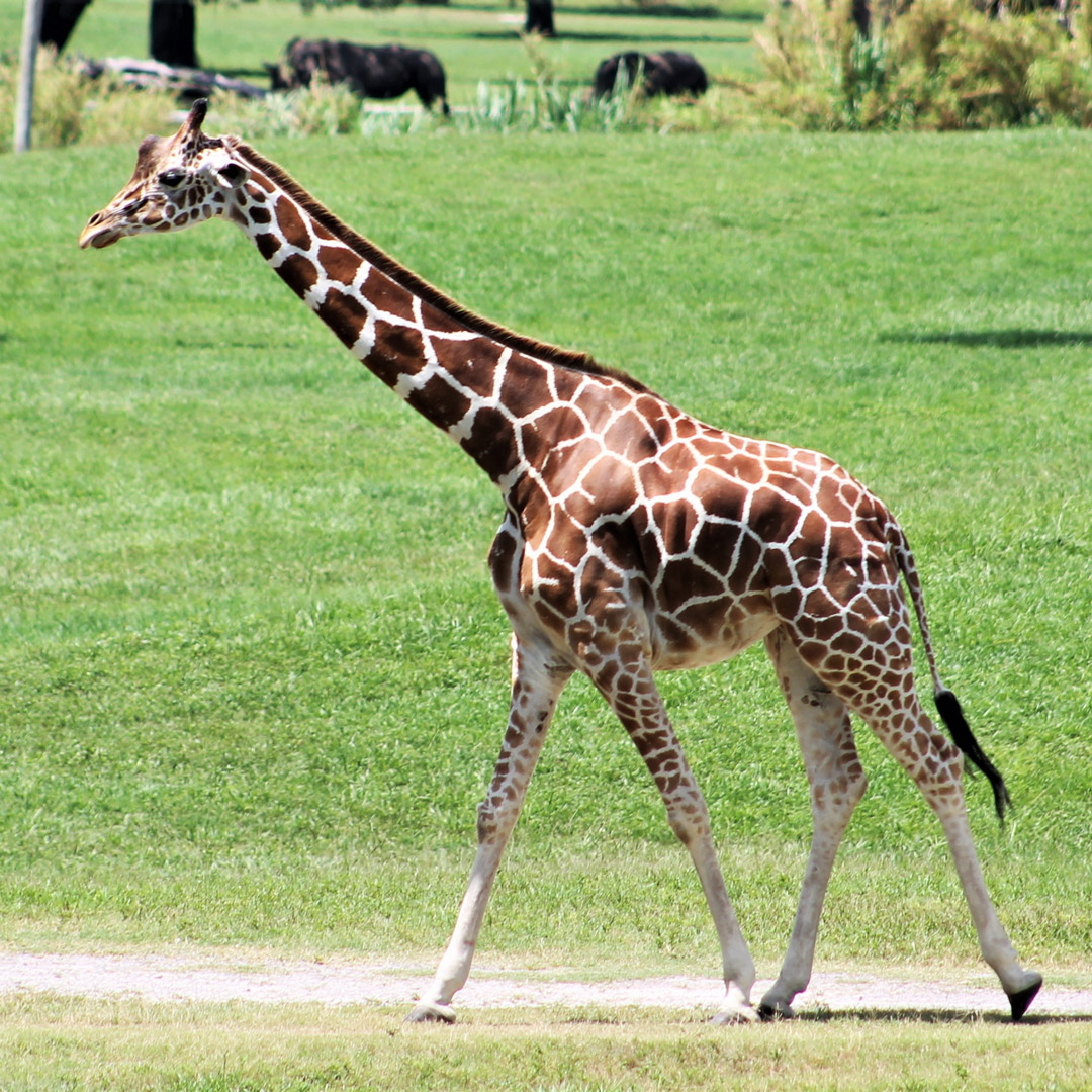 giraffe walking through grassland in Tampa