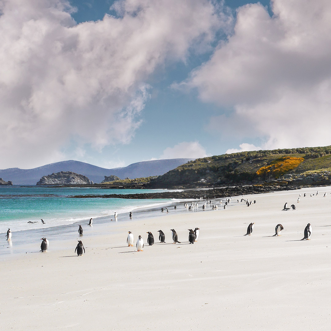 penguins on the beach in the falkland islands