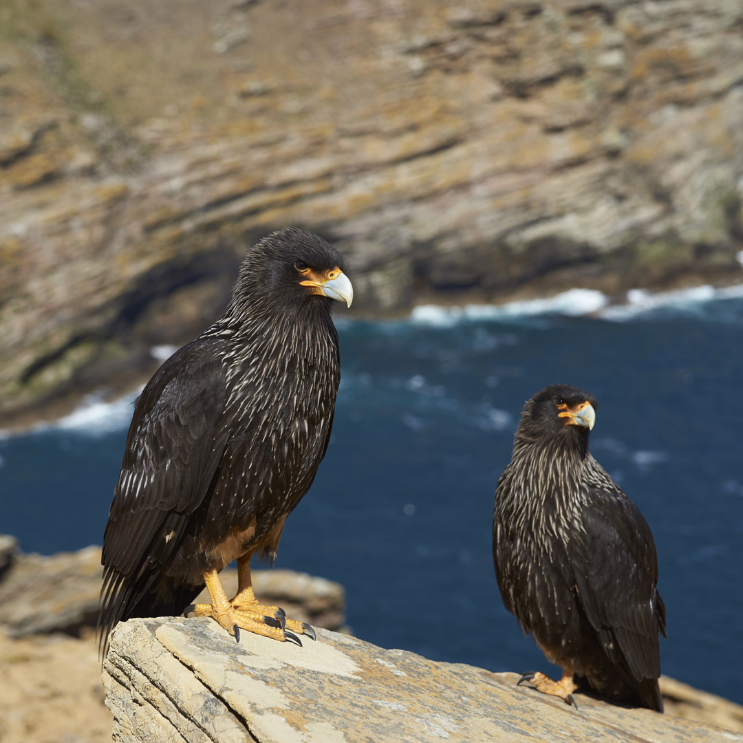 striated caracars on the Falkland Islands in Patagonia