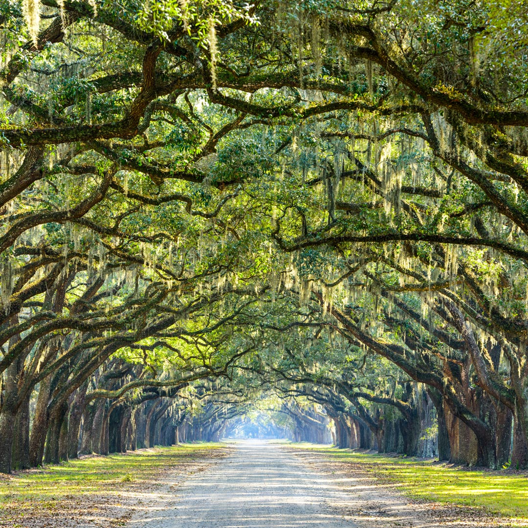 southern live oaks covered in spanish moss in Savannah Georgia