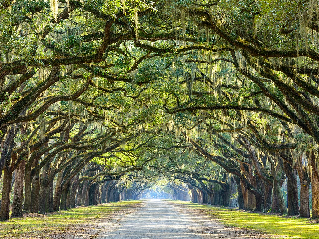 paved road through oak trees in savannah