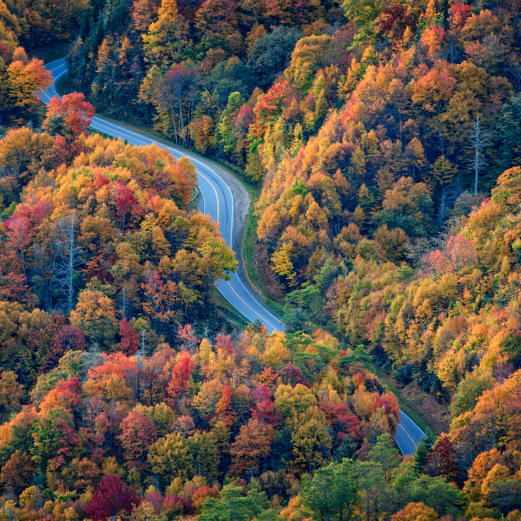Newfound Gap Road curves through vibrantly colored trees in the fall