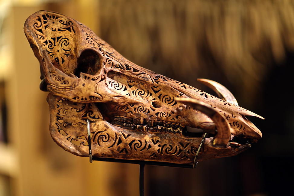 A boar skull carved with cut out patterns in Dayak tradition.
