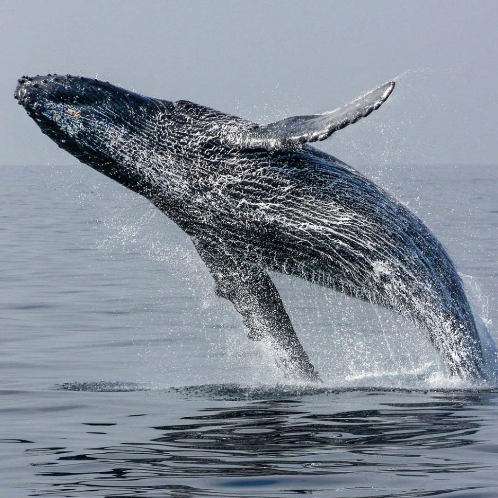 10 Common Questions About Hawaii's Humpback Whales | Moon Travel Guides