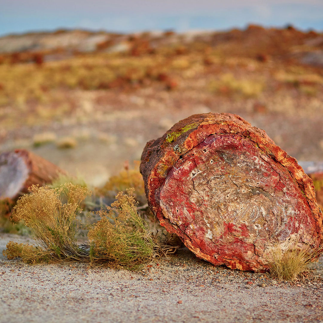 A petrified log in Petrified Forest National Park. 