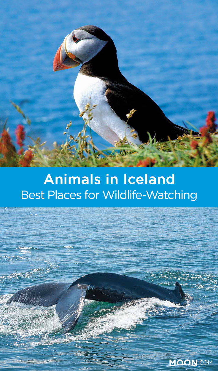 Iceland Wildlife Pinterest graphic