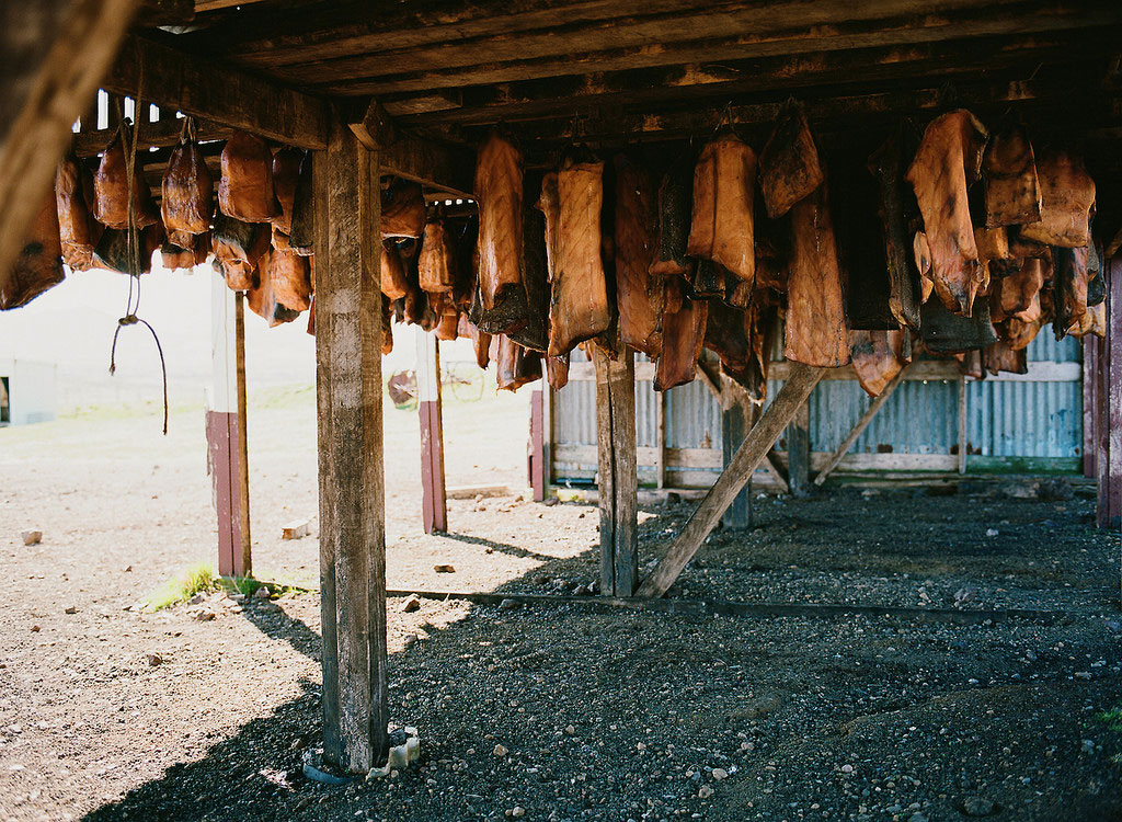 Large chunks of hakarl, or fermented shark meat, hung to dry.
