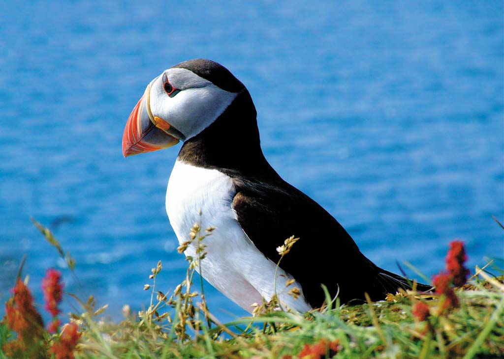 A puffin in North Iceland. Photo © Bjorn Ludviksson/Dreamstime.