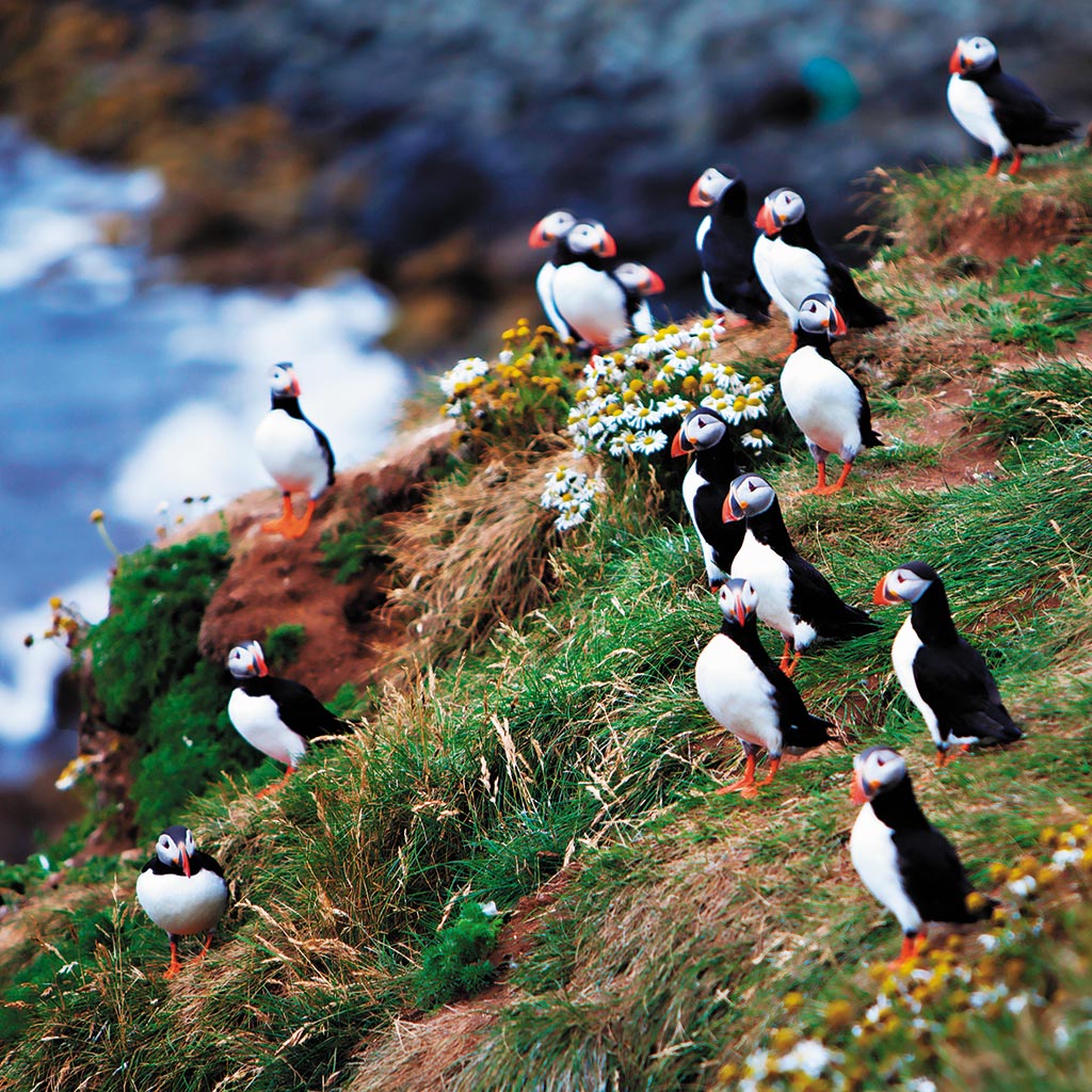 An Atlantic puffin colony on the cliffs of Grímsey.