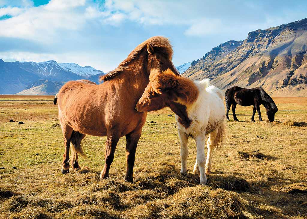 Horses in southern Iceland. Photo © Kunthika Panyawuthikrai/Dreamstime.