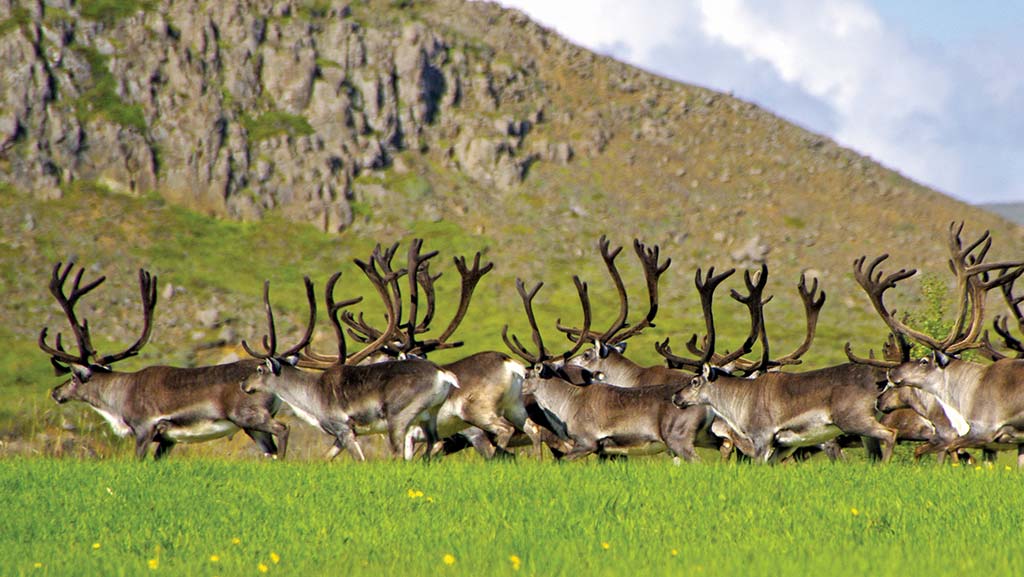 a herd of reindeer in Egilsstaðir, East Iceland