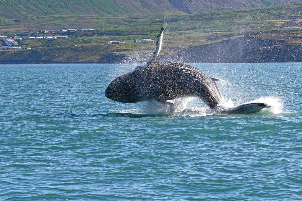 Whale-watching in Húsavik