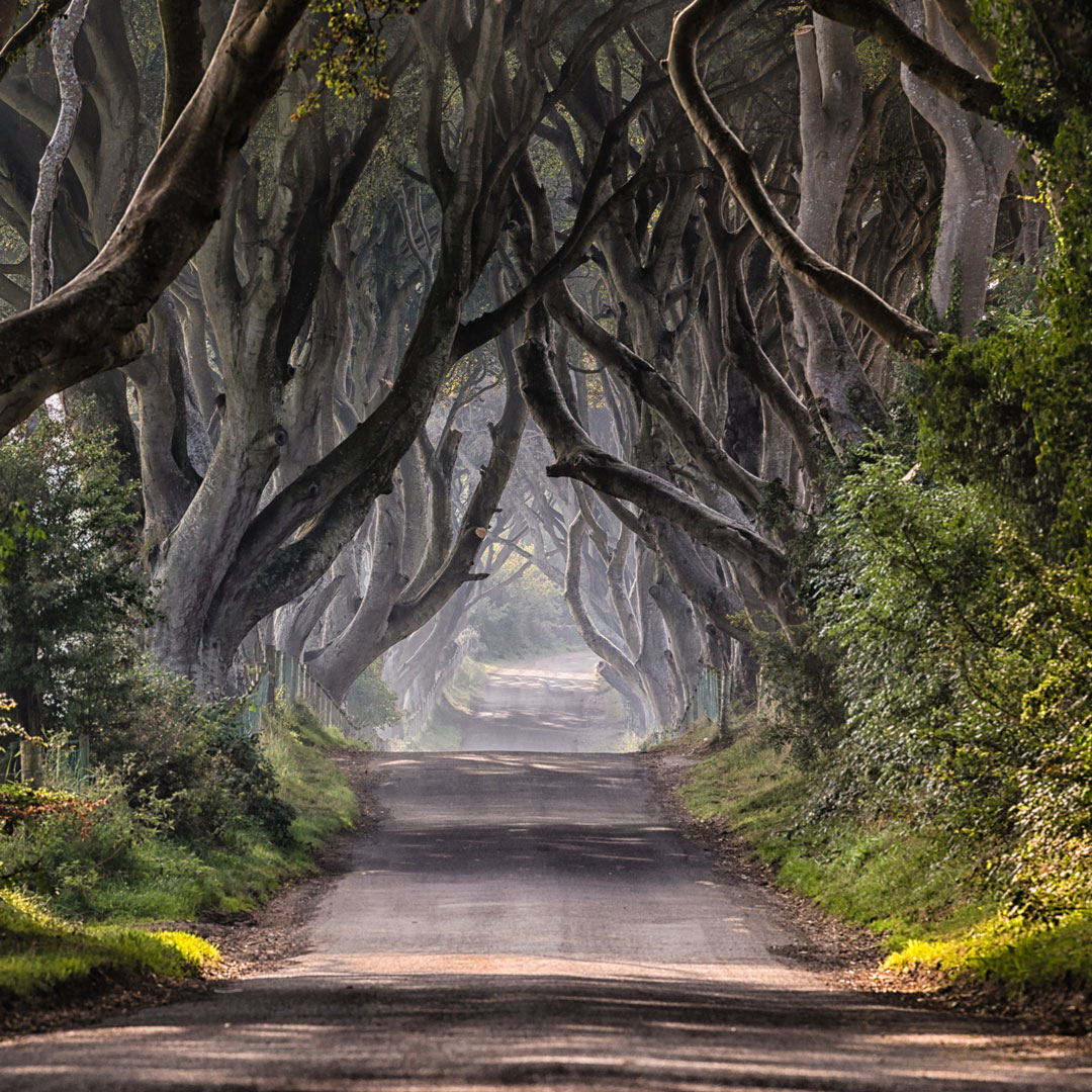 dirt road tunneling through interlocking trees in the mist