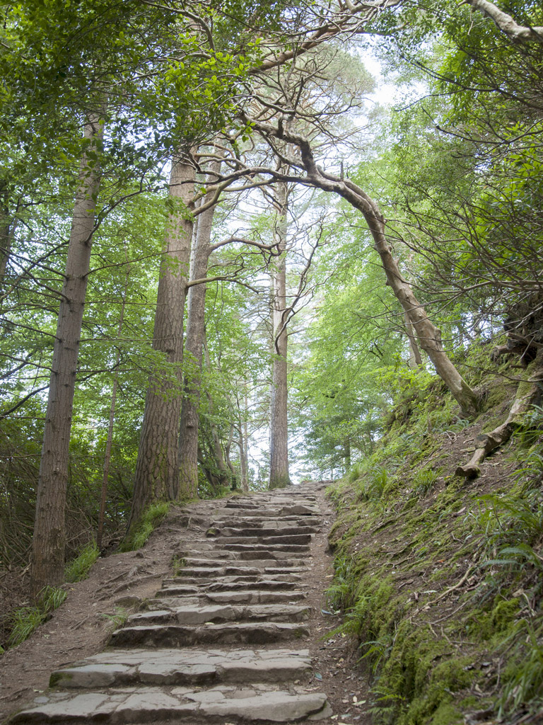 stone steps on a hiking trail surrounded by trees in Killarney National Park