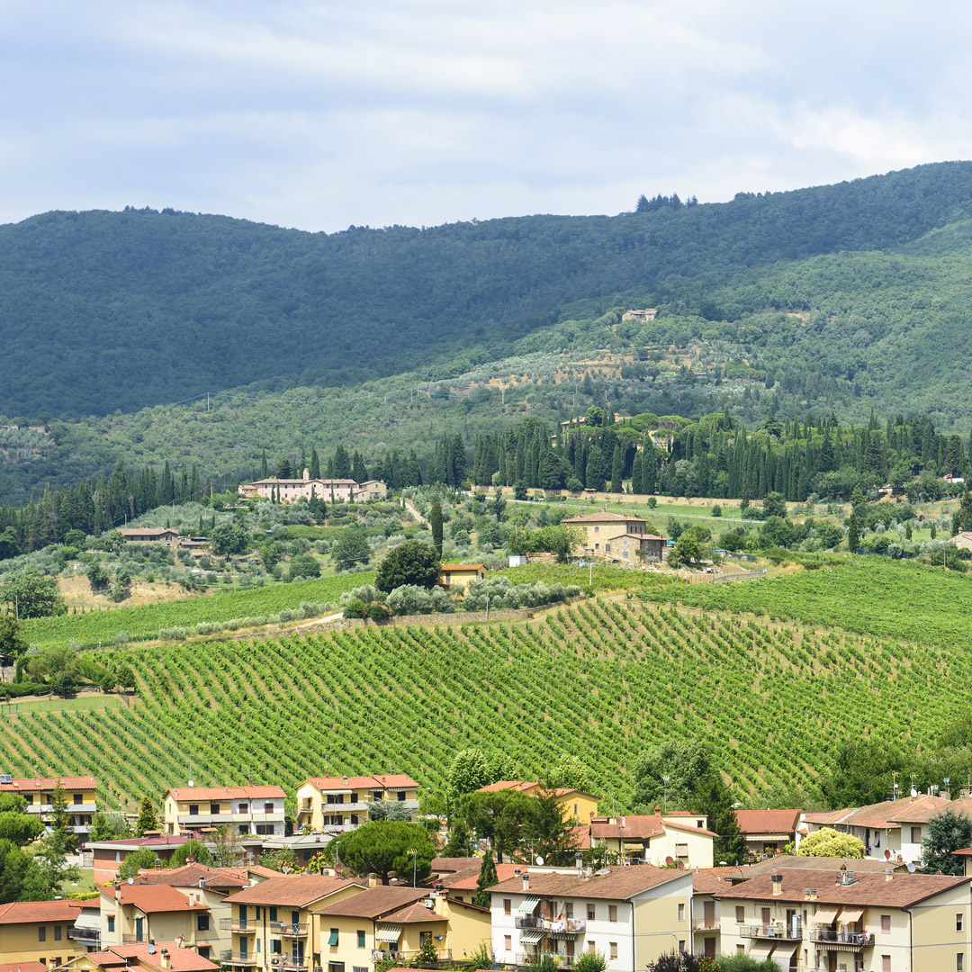 view of vineyards backed by green rolling hills in Greve in Chianti Italy
