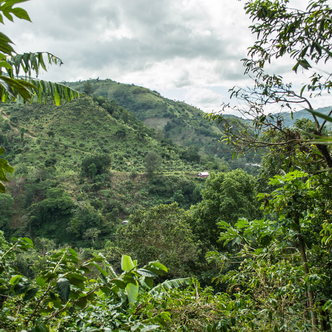 thick green forested mountains in Jamaica