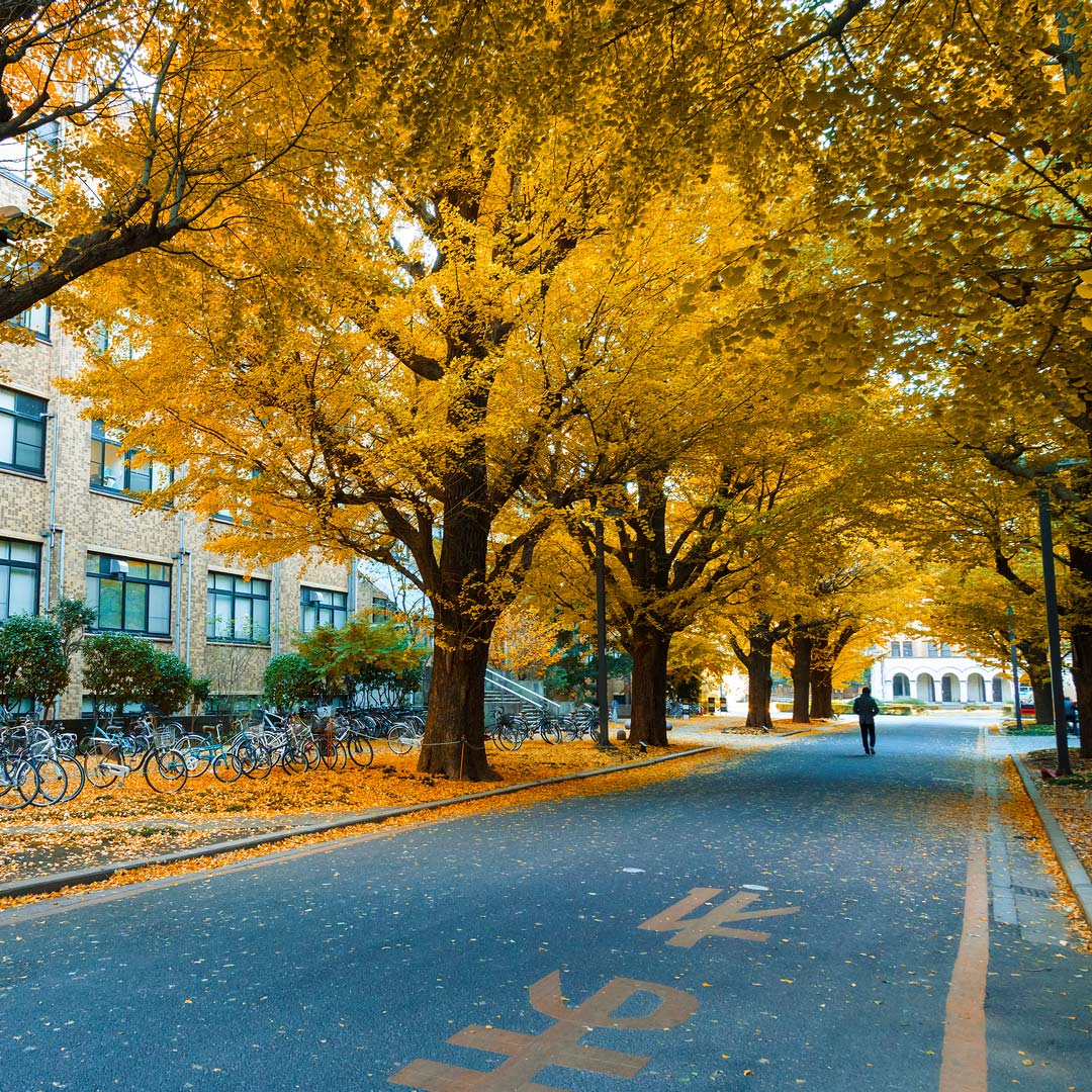 gingko trees lining a street near the University of Tokyo