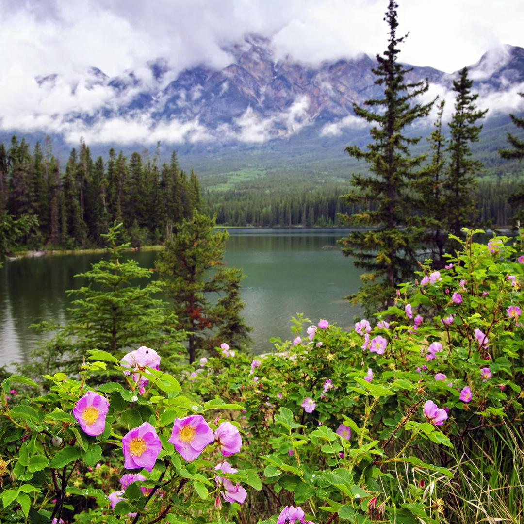 Wild rose flowers in bloom at Pyramid Lake in Jasper National Park.