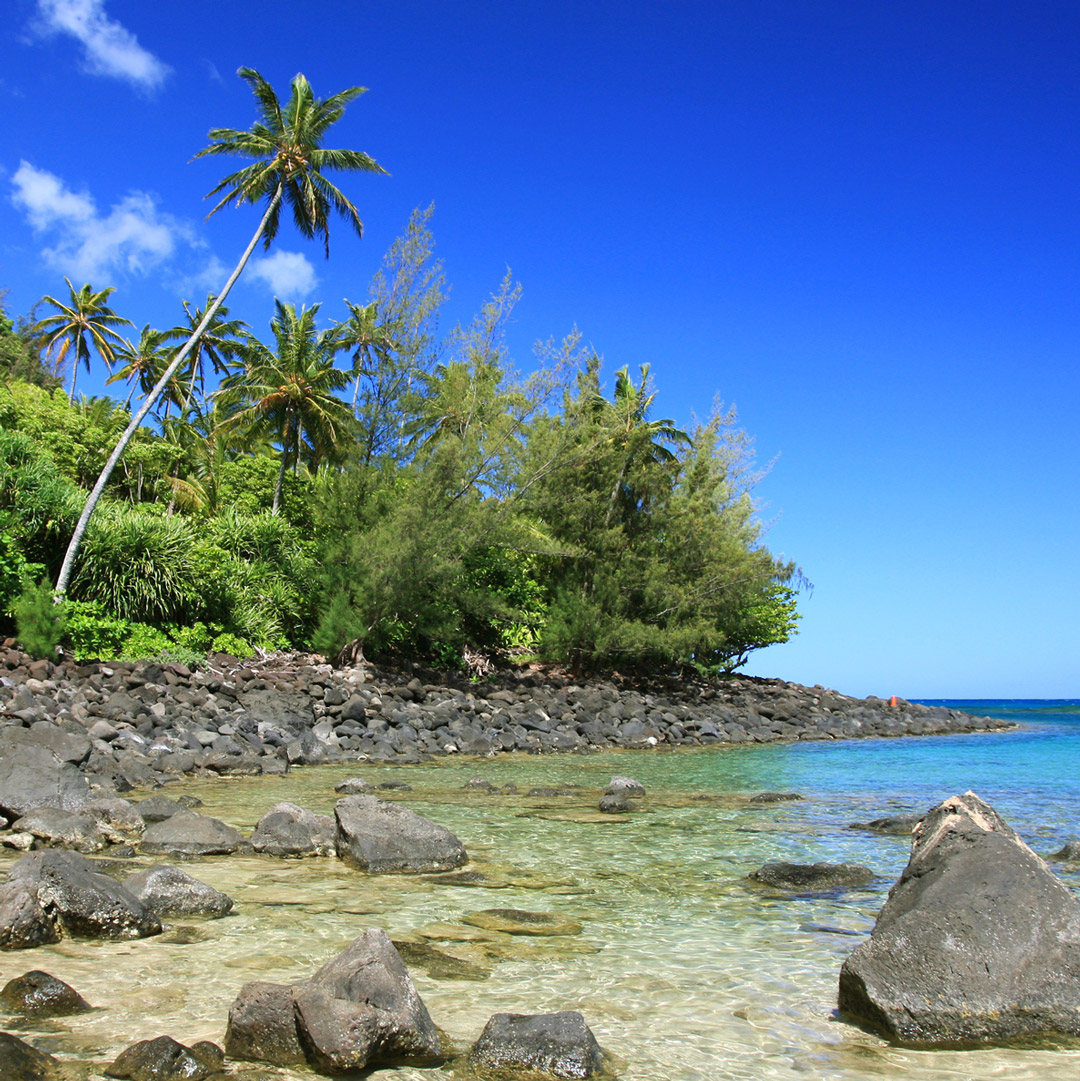rocky beach lined with palm trees on Kauai