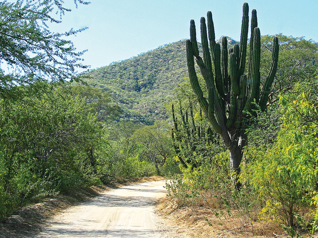 dirt road bending around a cactus leading toward a mountain in Los Cabos
