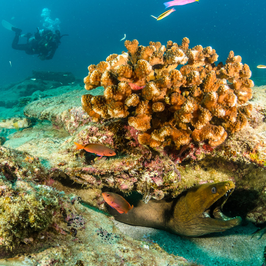 a diver under water looking at fish and coral in the Sea of Cortez