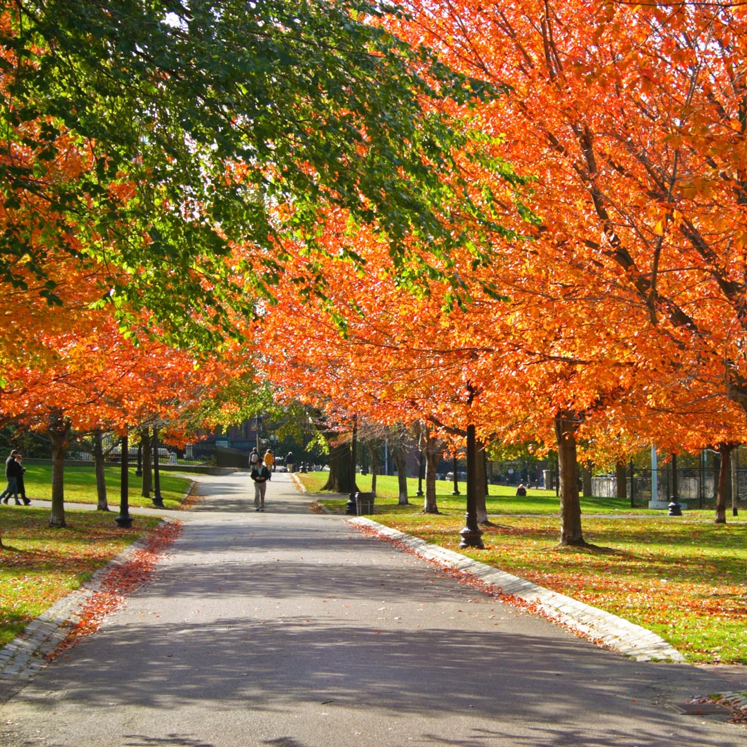 a walkway through orange and green trees in boston public garden