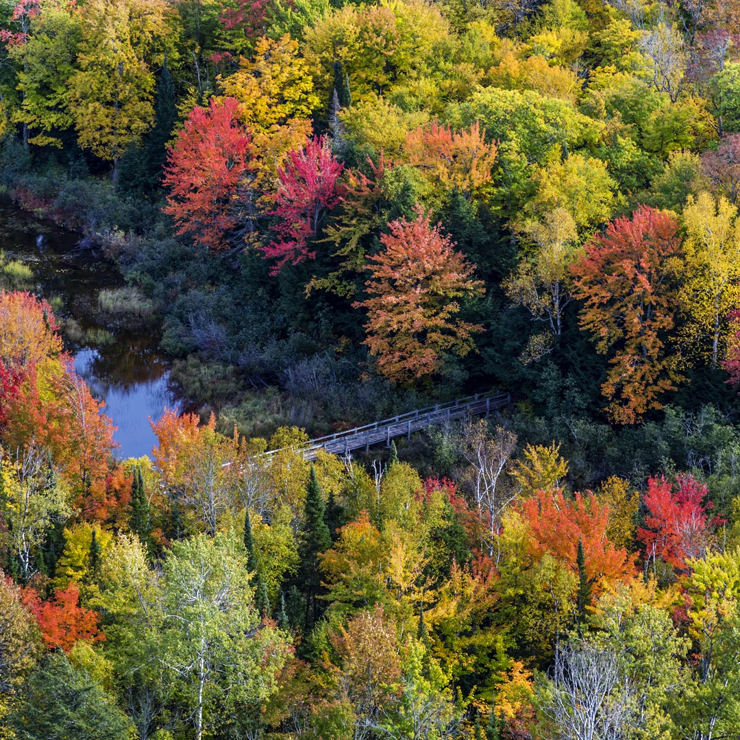 Carp River runs through forest bright with fall colors