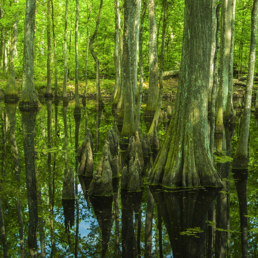 bald cypress trees covered in moss and surrounded by swamp water in Mississippi