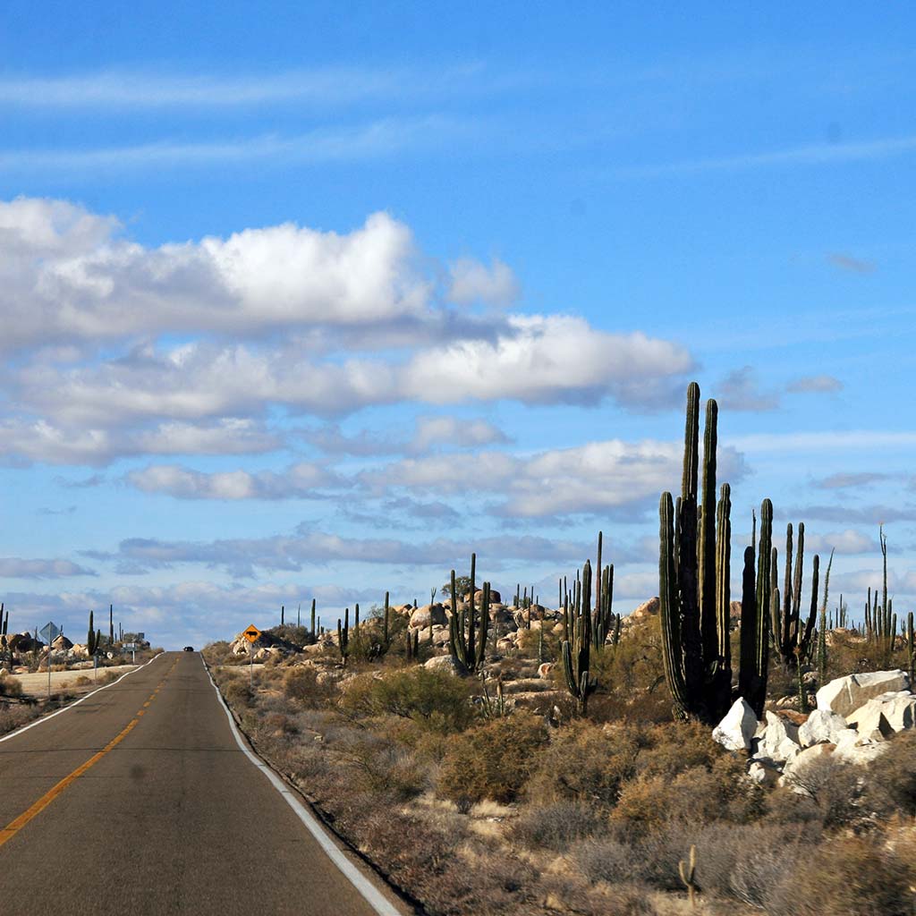 Desert road flanked by cacti in Mexico's Baja Peninsula.